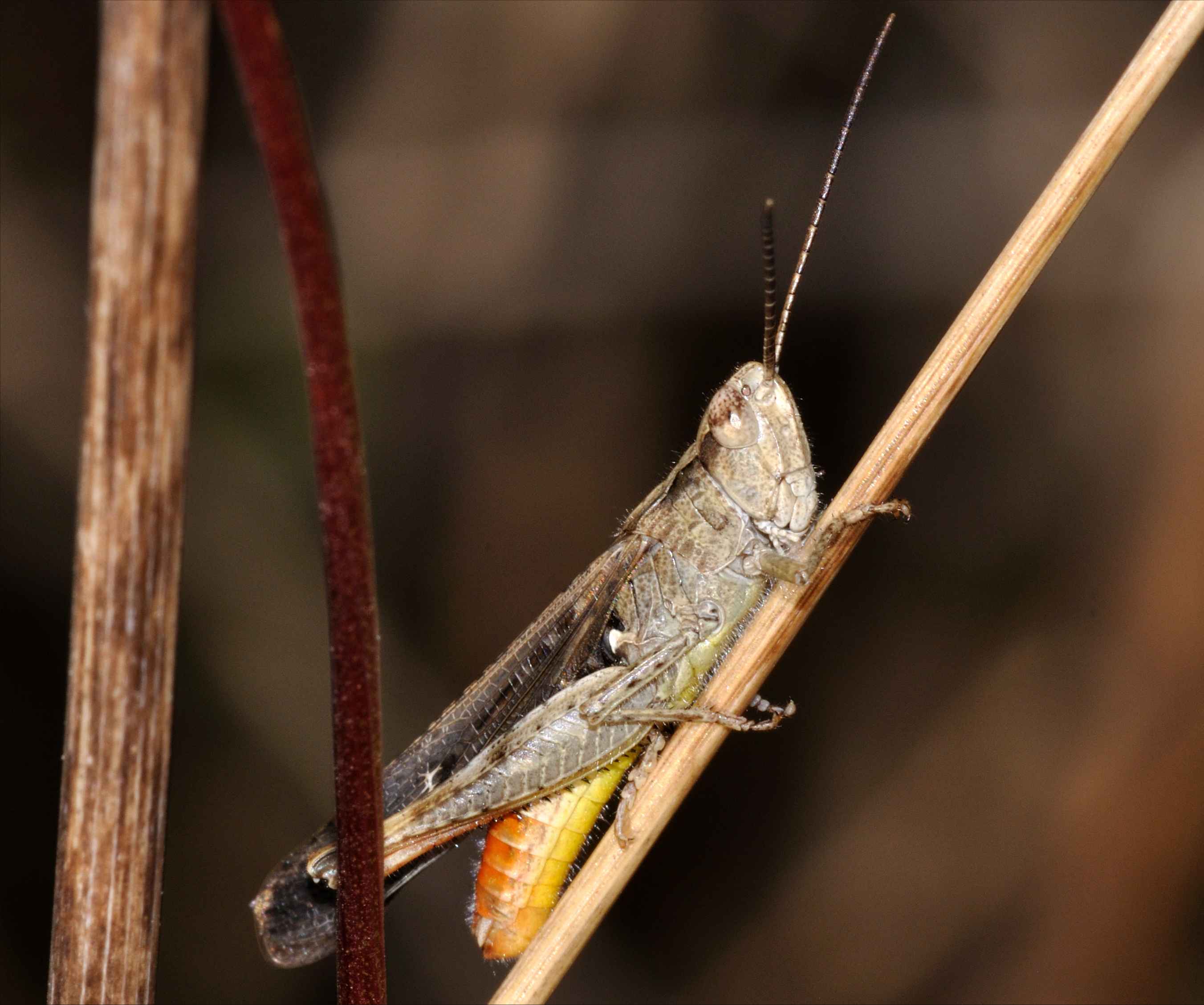 Chorthippus (Glyptobothrus) sp.